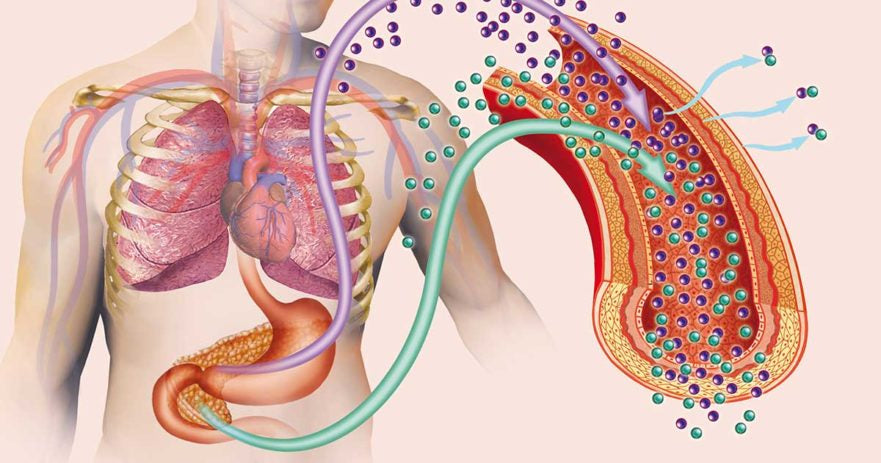 Insulin Resistance and Weight Loss by Accredited Dietitian Harriet Walker